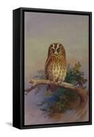 A Tawny Owl Perched on an Oak Branch, 1917 watercolor-Archibald Thorburn-Framed Stretched Canvas