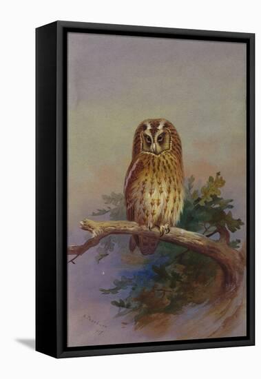 A Tawny Owl Perched on an Oak Branch, 1917 watercolor-Archibald Thorburn-Framed Stretched Canvas