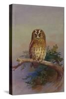 A Tawny Owl Perched on an Oak Branch, 1917 watercolor-Archibald Thorburn-Stretched Canvas