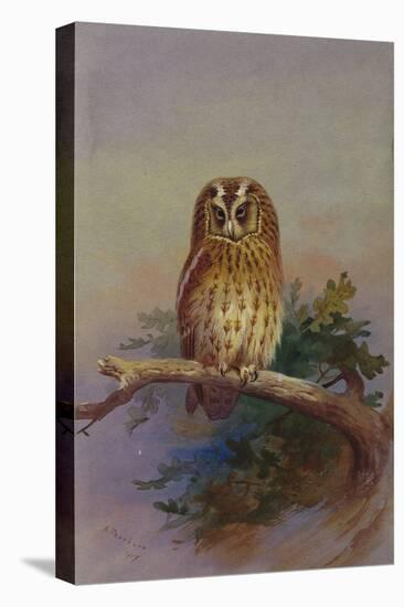 A Tawny Owl Perched on an Oak Branch, 1917 watercolor-Archibald Thorburn-Stretched Canvas