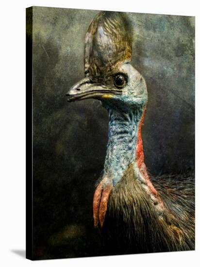 A Taxidermy Cassowary-Clive Nolan-Stretched Canvas