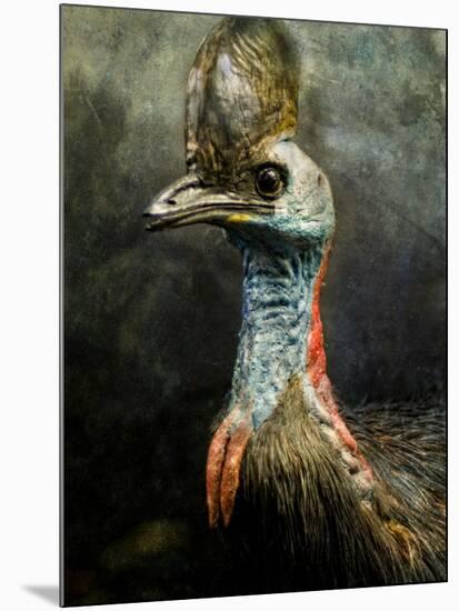 A Taxidermy Cassowary-Clive Nolan-Mounted Photographic Print