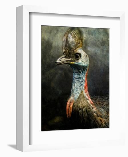 A Taxidermy Cassowary-Clive Nolan-Framed Photographic Print