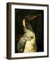 A Taxidermy King Penguin-Clive Nolan-Framed Photographic Print