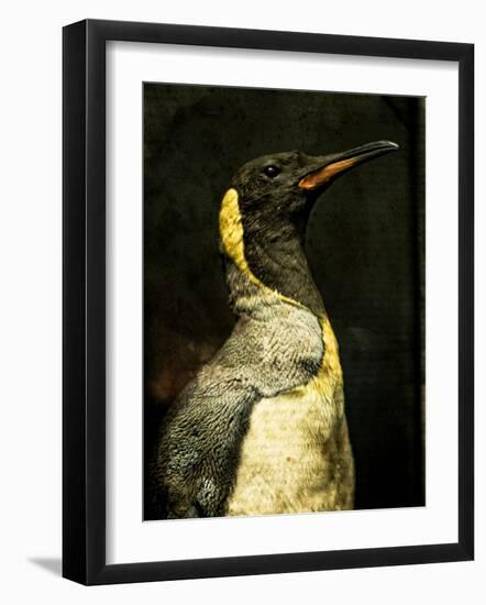 A Taxidermy King Penguin-Clive Nolan-Framed Photographic Print