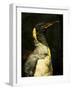 A Taxidermy King Penguin-Clive Nolan-Framed Photographic Print