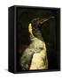 A Taxidermy King Penguin-Clive Nolan-Framed Stretched Canvas