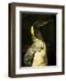 A Taxidermy King Penguin-Clive Nolan-Framed Photographic Print