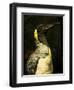 A Taxidermy King Penguin-Clive Nolan-Framed Photographic Print