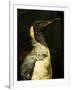 A Taxidermy King Penguin-Clive Nolan-Framed Photographic Print