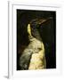 A Taxidermy King Penguin-Clive Nolan-Framed Photographic Print