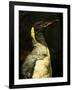 A Taxidermy King Penguin-Clive Nolan-Framed Photographic Print