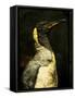 A Taxidermy King Penguin-Clive Nolan-Framed Stretched Canvas