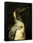 A Taxidermy King Penguin-Clive Nolan-Framed Stretched Canvas