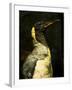 A Taxidermy King Penguin-Clive Nolan-Framed Photographic Print