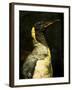 A Taxidermy King Penguin-Clive Nolan-Framed Photographic Print