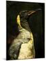 A Taxidermy King Penguin-Clive Nolan-Mounted Photographic Print