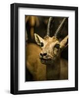 A Taxidermy Thomson's Gazelle-Clive Nolan-Framed Premium Photographic Print