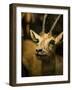A Taxidermy Thomson's Gazelle-Clive Nolan-Framed Photographic Print