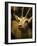 A Taxidermy Thomson's Gazelle-Clive Nolan-Framed Photographic Print