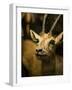 A Taxidermy Thomson's Gazelle-Clive Nolan-Framed Photographic Print