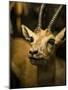 A Taxidermy Thomson's Gazelle-Clive Nolan-Mounted Photographic Print