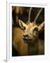 A Taxidermy Thomson's Gazelle-Clive Nolan-Framed Photographic Print