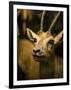 A Taxidermy Thomson's Gazelle-Clive Nolan-Framed Photographic Print