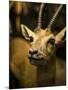 A Taxidermy Thomson's Gazelle-Clive Nolan-Mounted Photographic Print