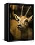 A Taxidermy Thomson's Gazelle-Clive Nolan-Framed Stretched Canvas