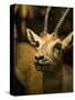 A Taxidermy Thomson's Gazelle-Clive Nolan-Stretched Canvas