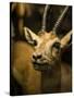 A Taxidermy Thomson's Gazelle-Clive Nolan-Stretched Canvas