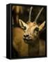 A Taxidermy Thomson's Gazelle-Clive Nolan-Framed Stretched Canvas