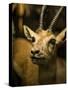 A Taxidermy Thomson's Gazelle-Clive Nolan-Stretched Canvas