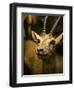 A Taxidermy Thomson's Gazelle-Clive Nolan-Framed Photographic Print