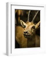 A Taxidermy Thomson's Gazelle-Clive Nolan-Framed Photographic Print