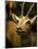 A Taxidermy Thomson's Gazelle-Clive Nolan-Mounted Photographic Print