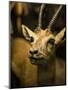 A Taxidermy Thomson's Gazelle-Clive Nolan-Mounted Photographic Print