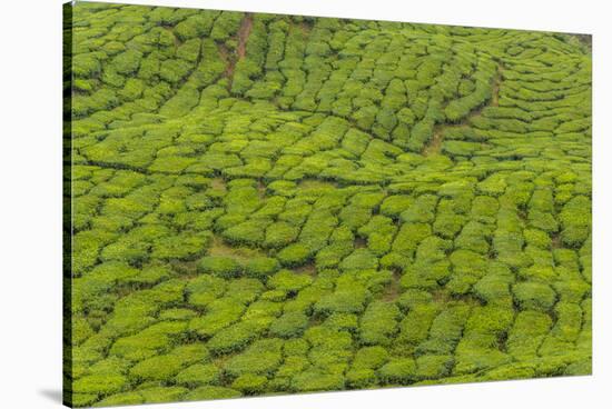 A tea plantation in Cameron Highlands, Pahang, Malaysia-Chris Mouyiaris-Stretched Canvas