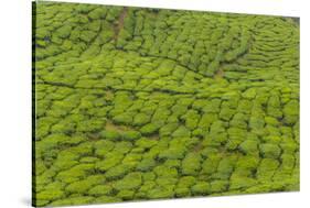 A tea plantation in Cameron Highlands, Pahang, Malaysia-Chris Mouyiaris-Stretched Canvas