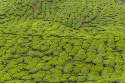 https://imgc.allpostersimages.com/img/posters/a-tea-plantation-in-cameron-highlands-pahang-malaysia_u-L-Q1GYNRW0.jpg?artPerspective=n