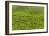 A tea plantation in Cameron Highlands, Pahang, Malaysia-Chris Mouyiaris-Framed Photographic Print