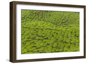 A tea plantation in Cameron Highlands, Pahang, Malaysia-Chris Mouyiaris-Framed Photographic Print