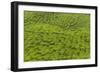 A tea plantation in Cameron Highlands, Pahang, Malaysia-Chris Mouyiaris-Framed Photographic Print