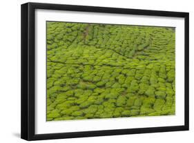 A tea plantation in Cameron Highlands, Pahang, Malaysia-Chris Mouyiaris-Framed Photographic Print