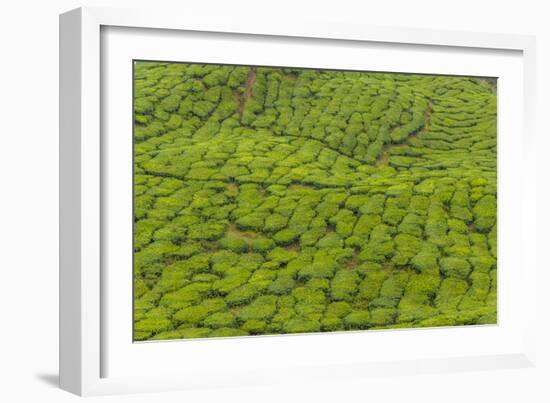 A tea plantation in Cameron Highlands, Pahang, Malaysia-Chris Mouyiaris-Framed Photographic Print