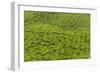 A tea plantation in Cameron Highlands, Pahang, Malaysia-Chris Mouyiaris-Framed Photographic Print