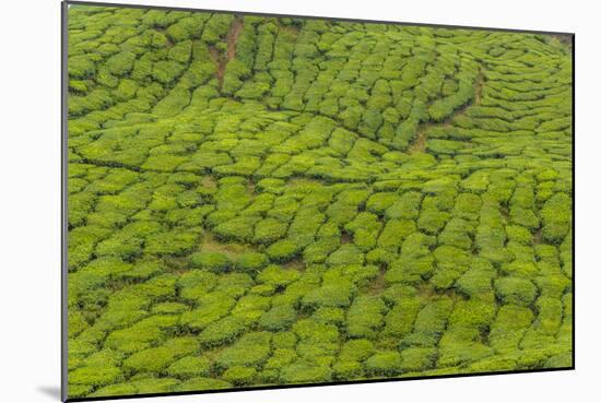 A tea plantation in Cameron Highlands, Pahang, Malaysia-Chris Mouyiaris-Mounted Photographic Print