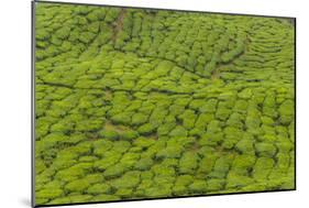 A tea plantation in Cameron Highlands, Pahang, Malaysia-Chris Mouyiaris-Mounted Photographic Print