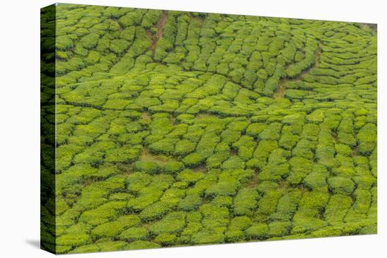 A tea plantation in Cameron Highlands, Pahang, Malaysia-Chris Mouyiaris-Stretched Canvas